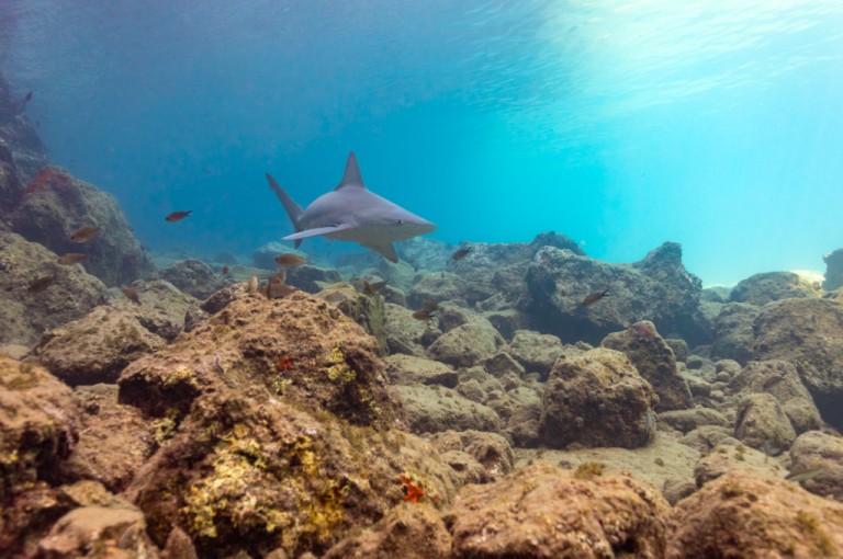 Denizin kusursuz avcıları